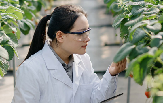 A botonist having a close look at plants